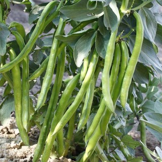 Hạt giống đậu cove lùn  (50gr)