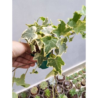 Chậu dây thường xuân - loại nhỏ