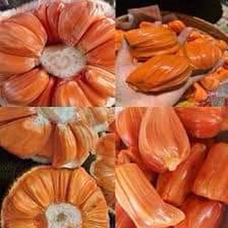 Cây giống mít ruột đỏ sơ đỏ ( GIỐNG GHÉP CHO TRÁI SỚM)