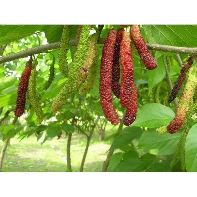 Dâu tằm trái dài Đài Loan