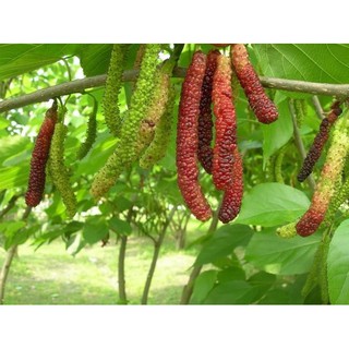 [Cây giống] Dâu trái dài - Dâu Tằm Đài Loan giống chuẩn - Trang Flowers