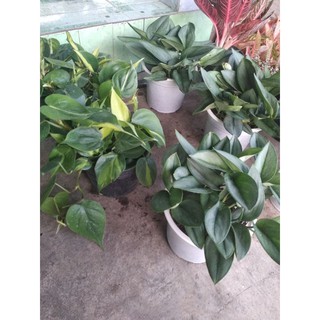 trầu bà Brazil