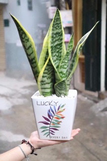 Cây lưỡi hổ để bàn