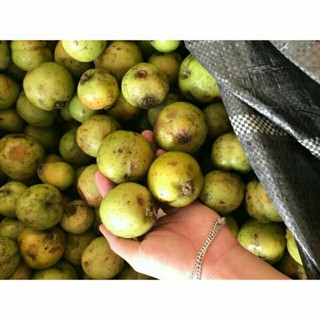 3kg táo mèo tươi