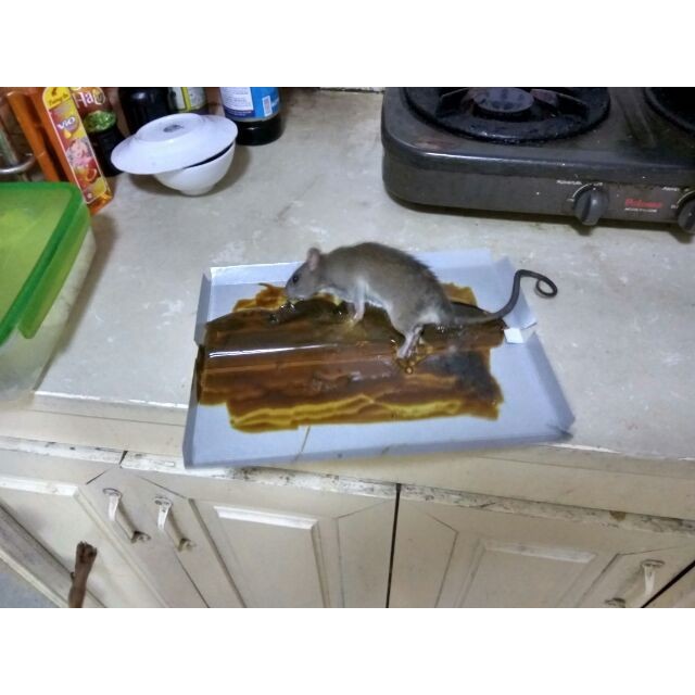 Keo dính chuột  MP