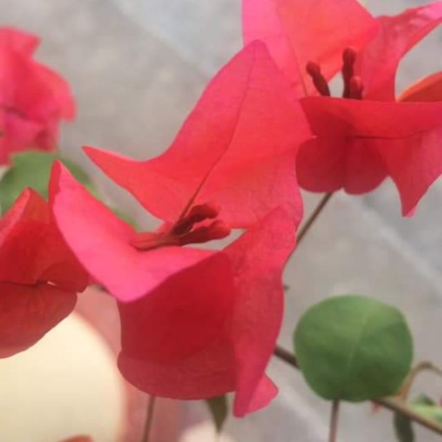 Cây hoa giấy đỏ cờ Thái đỏ rực