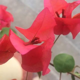 Cây hoa giấy đỏ cờ Thái đỏ rực