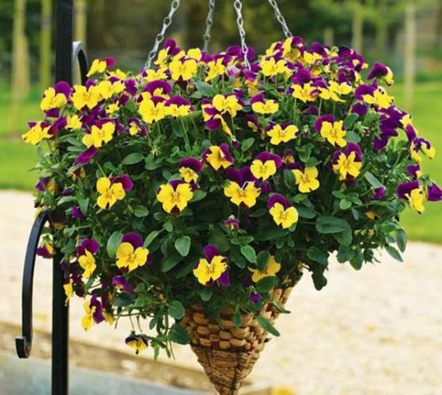 100 hạt giống hoa pansy mix màu