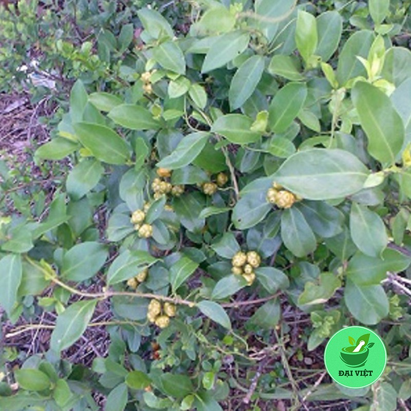 1KG Cây mặt quỷ khô - DV039