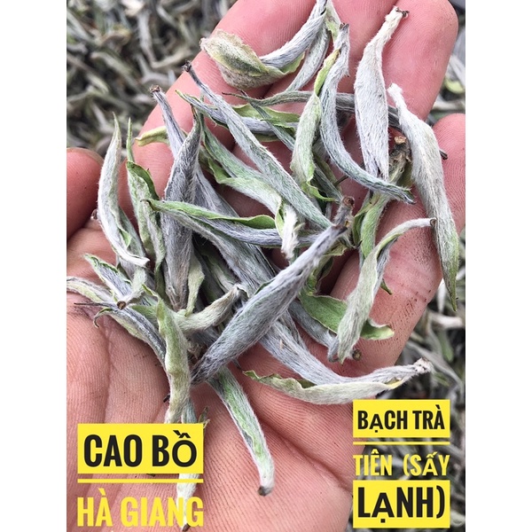 BẠCH TRÀ TIÊN 🍃 DÒNG TRÀ ĐẶC BIỆT QUÝ HIẾM TÂY CÔN LĨNH - HÀ GIANG