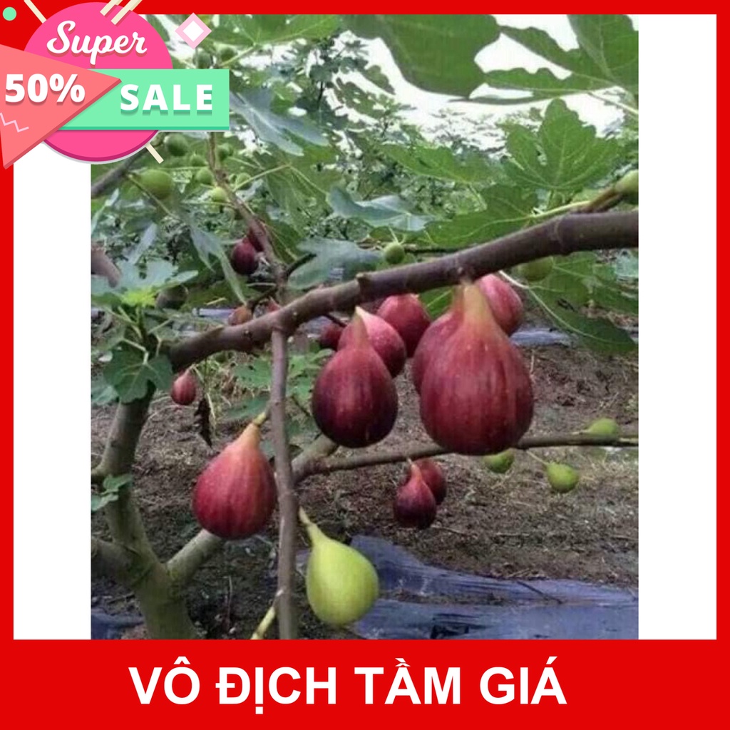 Free Ship Cây giống sung mỹ - Phủ Xanh Việt Nam