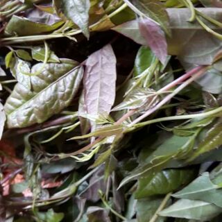 Chè dây tủa chùa