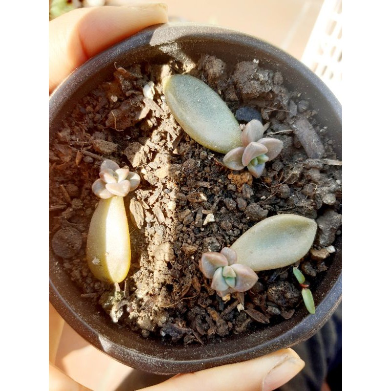 🎆🎆🎆Combo 20 lá sen đá ươm mầm mix loại