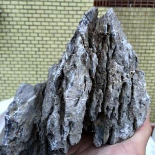 Đá tai mèo (thủy sinh nha trang)