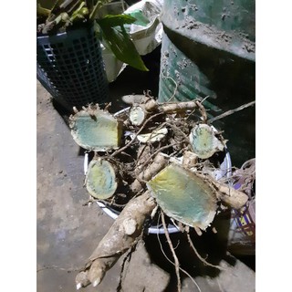 nghệ xanh đen 1kg