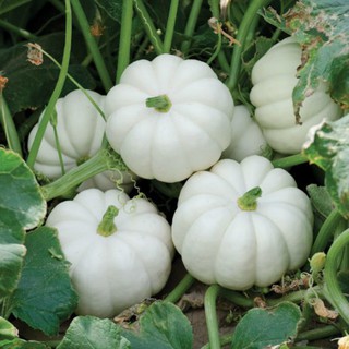 Hạt Giống Bí MIni