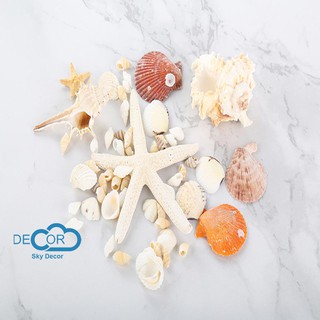 Set sò biển -  Chụp ảnh, quay phim concept biển, summer vibe, trang trí mỹ phẩm, trang sức, trang trí hồ cá - Skydecor
