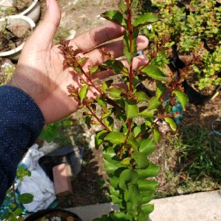Cây Tường Vi Đỏ