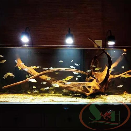 Đèn led rọi chiếu điểm 3 chế độ màu 3W, 5W, 7W rọi bể cá tép biotop bán cạn