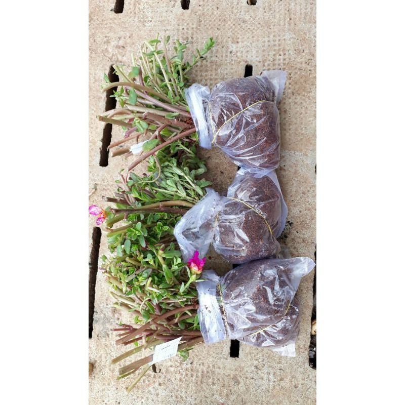 Combo 3 bó Hoa 10h Sam thái đủ 3 màu riêng biệt, giá #69k, 40 cây/bó