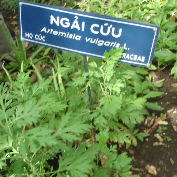 Hạt giống cây ngải cứu dể trồng f1-gói 50 hạt-tặng kèm gói phân bón lót