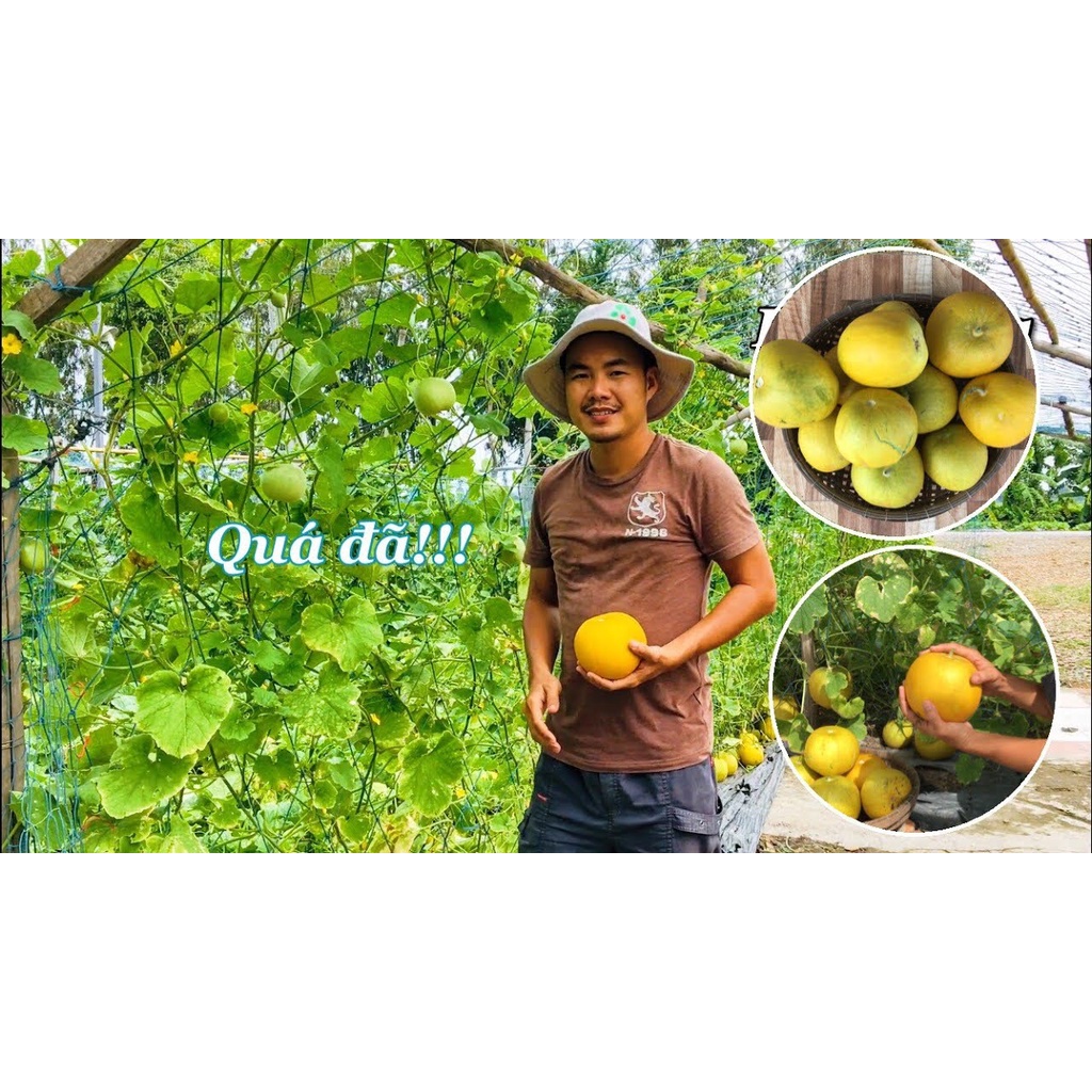 Hạt Giống Dưa Gang Tròn Vàng Phú Nông Leo Giàn - Gói 1gram - VTNN Nông Điền Trang
