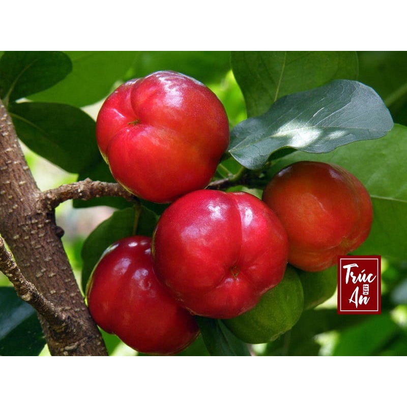 [CHỈ GIAO HCM]  Cây sơ ri Thái cao khoẻ nhiều hoa đang đậu trái. Cây đã thuần khí hậu HCM bảo đảm sống tốt