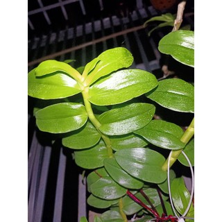 ki phi điệp bản lá đẹp