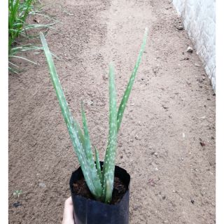 Cây giống nha đam Mỹ