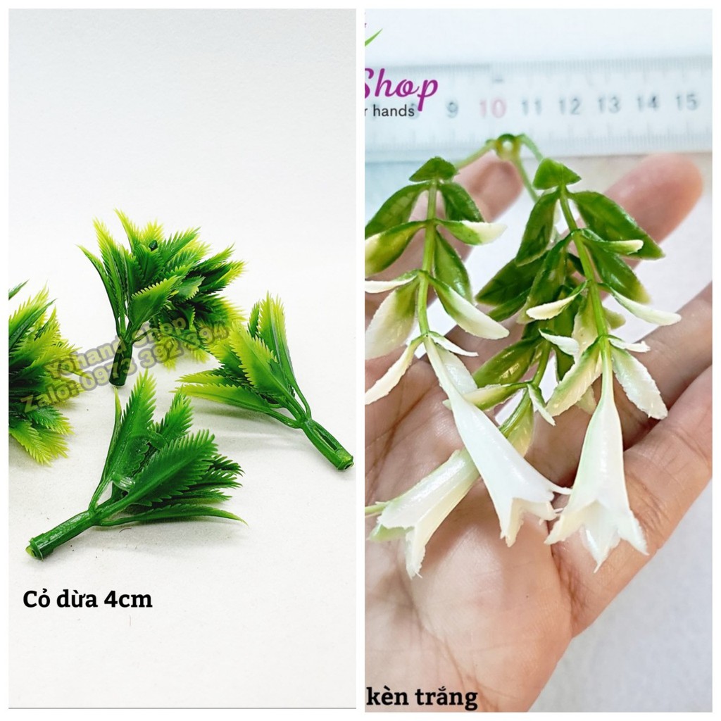 Cỏ điểm trang trí chậu hoa