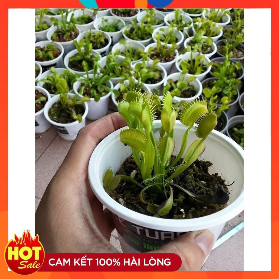 Hạt giống cây Bắt Ruồi + Diệt Côn Trùng ( 4- 5 hạt)