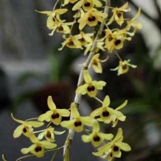 Hoa phong lan Hoàng phi hạc giò thuần vườn