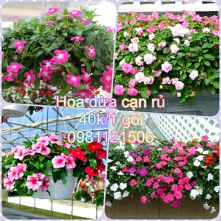 Hạt giống hoa dừa cạn rủ. Combo 2 gói tặng 2 viên nén ươm hạt và kích mầm.