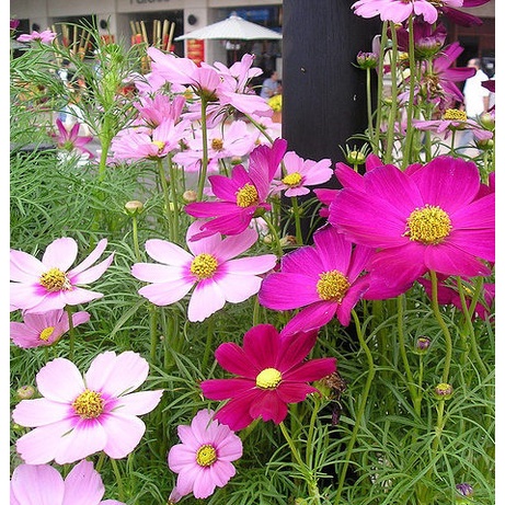 [1kg] Hạt Giống Hoa Sao Nhái Mix Đủ Màu