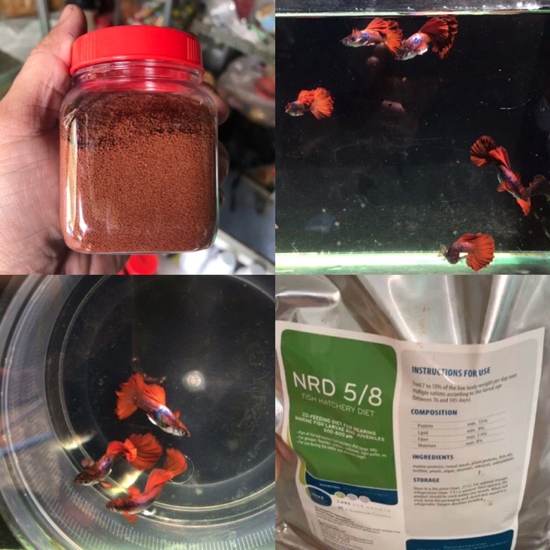 Cám Guppy HB Red rose(2 cặp)