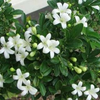 Nguyệt quế... thơm nứt mũi