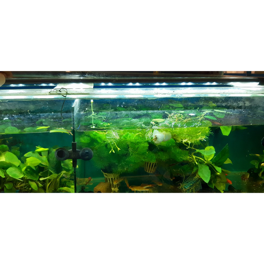 Đèn Led chìm cho Bể cá CaiBao T4- 80 3 chế độ màu