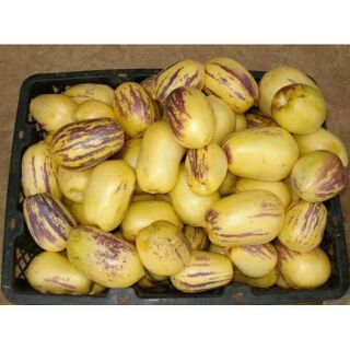 hạt giống dưa pepino
