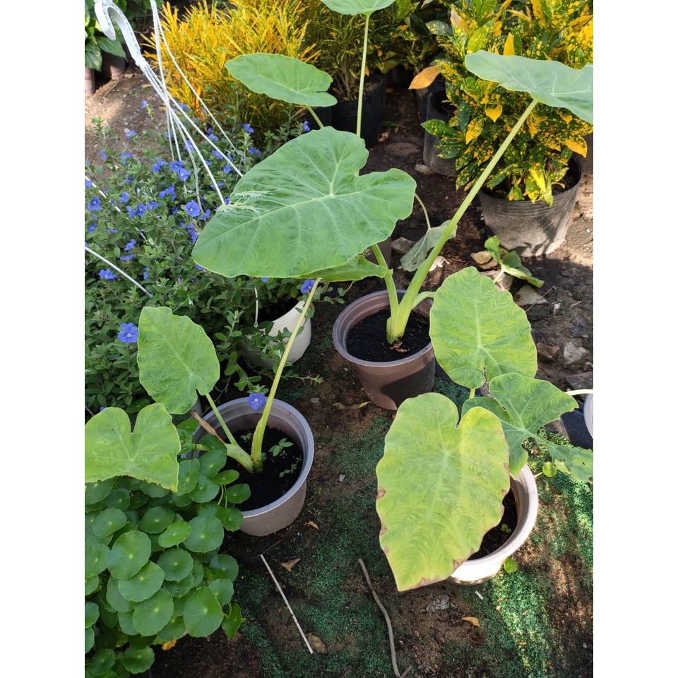 Cây BẠC HÀ/DỌC MÙNG nấu canh chua {giao hảo tốc tpHCM}