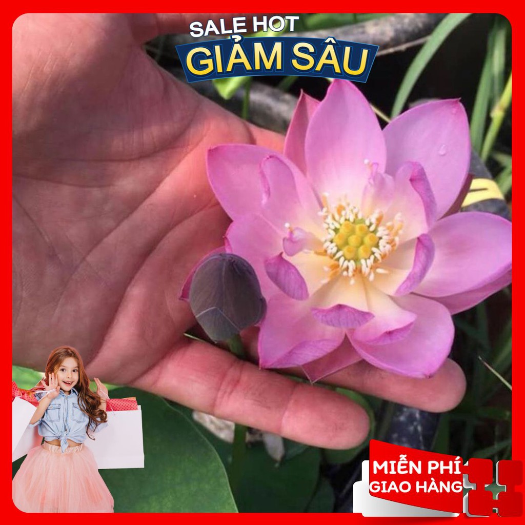 Phân Bón Chuyên Dùng Cho Hoa Sen Mini Nhật - Gói 500Gram ( Hàng Loại 1 )