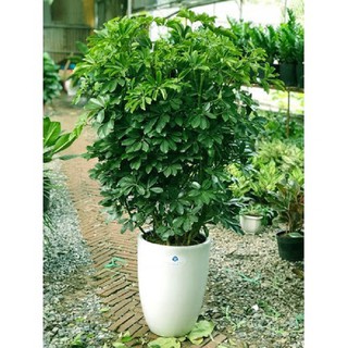 CÂY NGŨ GIA BÌ CHÂN CHIM BẢY LÁ LÁ XANH , CÂY PHONG THỦY, VƯỢNG TÀI LỘC CHO GIA CHỦ