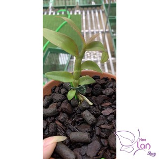 Lan Phi Điệp 🍀FREESHIP🍀 Hồng Yên Thủy [ Ươm Kie ]