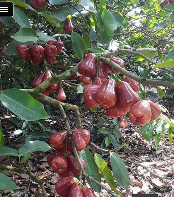 Cây roi đỏ thái