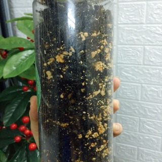 RONG BIỂN CHÁY TỎI MÈ