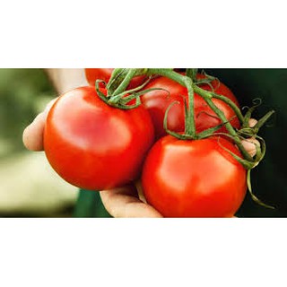 Hạt giống cà chua 9 tốt (0,2G )