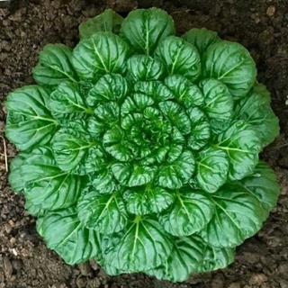 Hạt giống cải hoa hồng tatsoi mỹ 150 hạt