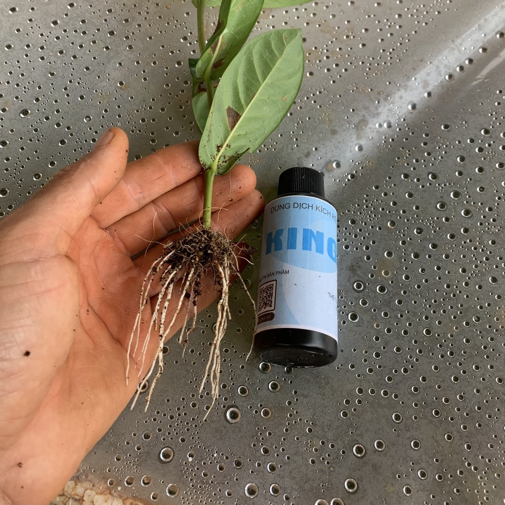 Dung dịch kích rễ KING