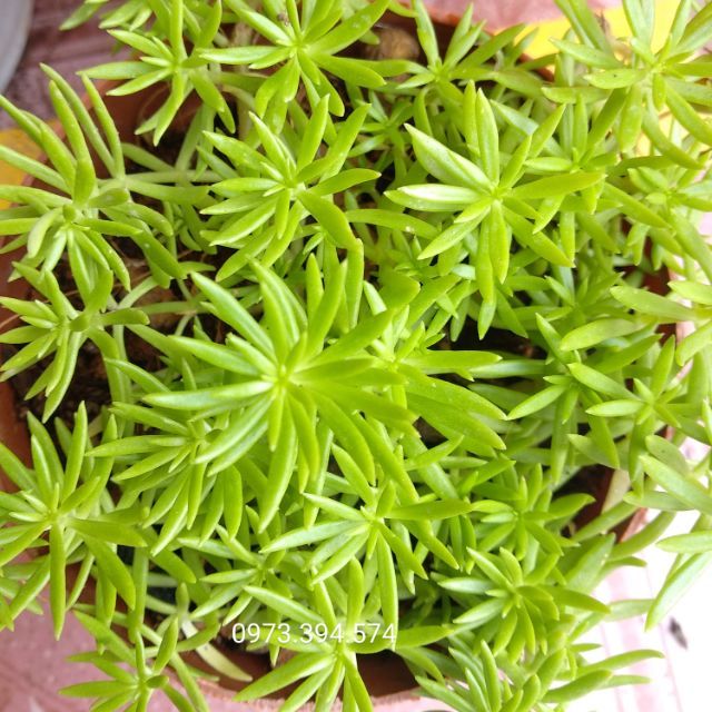 Sen đá sedum