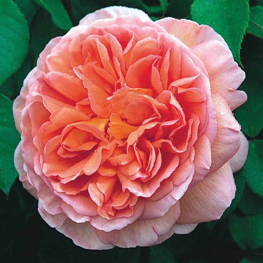 Cây hoa hồng ngoại Abraham Darby có hoa màu cam cây leo giàn thơm mạnh