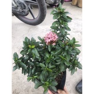 Caykiengsadec cây trang Hồng + tặng phân bón